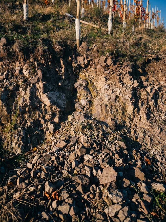 Perfil de suelo — Finca Mosquita Muerta